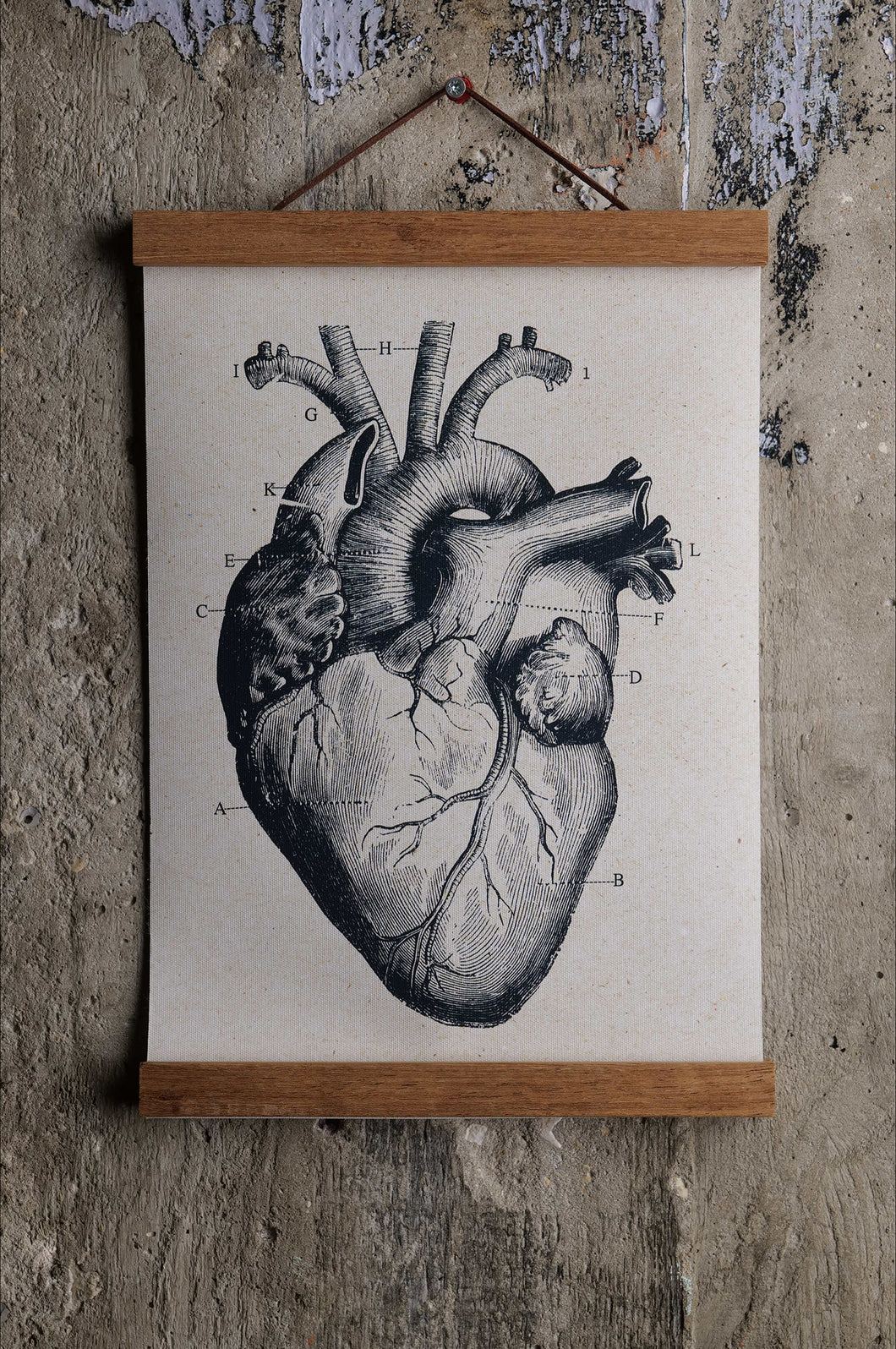 Anatomical Heart Canvas Poster